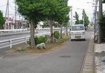 道路愛護活動